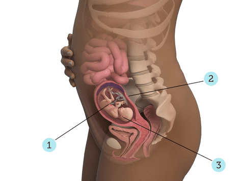 virtualdr.ir/pregnancy week 18 diagram