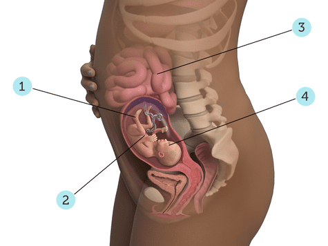 virtualdr.ir/pregnancy week 21 diagram