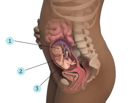 virtualdr.ir/pregnancy week 22 diagram
