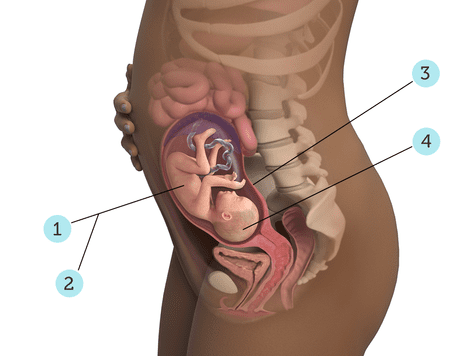 virtualdr.ir/pregnancy week 25 diagram