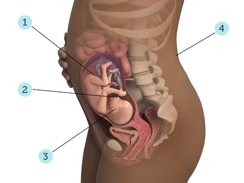 virtualdr.ir/pregnancy week 26 diagram