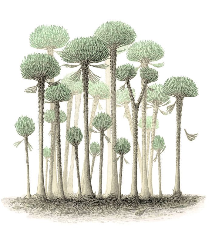 تصویرسازی یک هنرمند از درختان cladoxylopsida که اولین درخت‌های کره‌ی زمین را به وجود آورده‌اند.