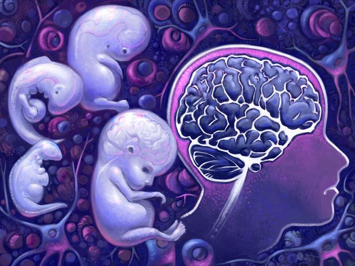 Brain development from Fetus to Adult