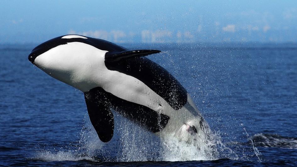 نهنگ‌های قاتل ماده بعد از یائسگی به عنوان مخزن دانش زیست محیطی جمعیت خود به شمار می‌روند!
