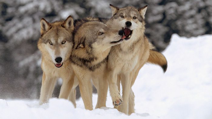 ثابت شده است که گرگ‎‌های خاکستری در تست برای طلب غذا، همکاری بیشتری نسبت به سگ‌ها نشان می‌دهند.