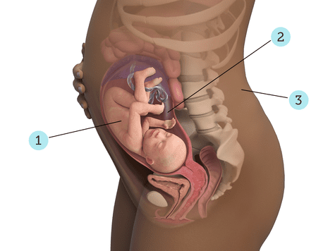 virtualdr.ir/pregnancy week 30 diagram