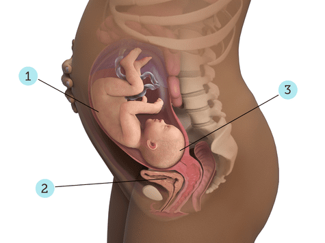 راهنمای بارداری هفته ی 33ام - دکتر مجازی