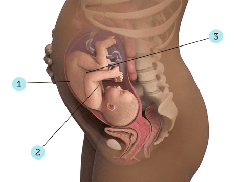 راهمای بارداری هفته ی 34ام - دکتر مجازی