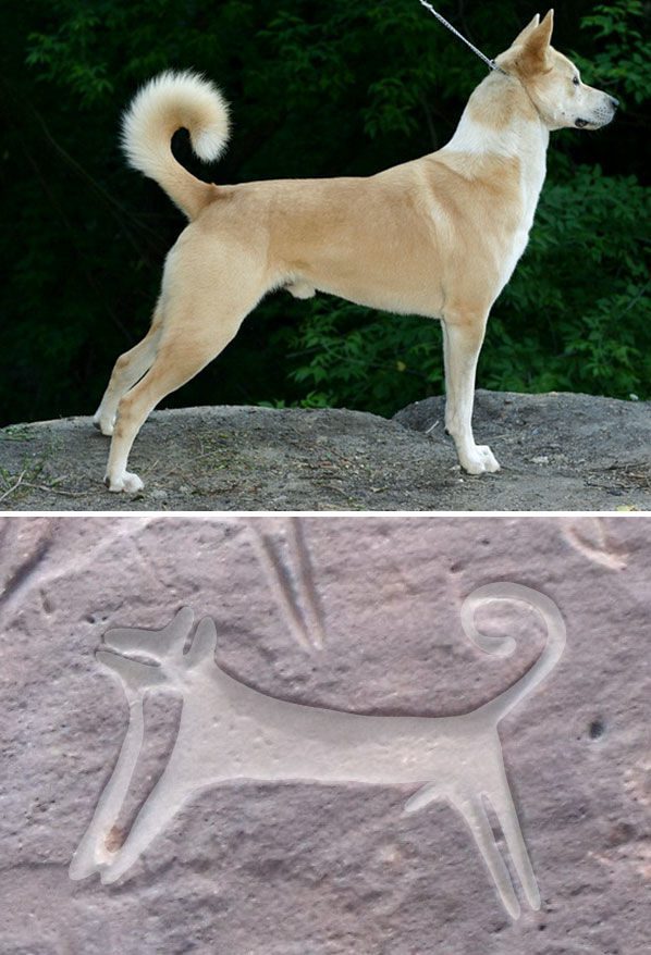 سگ‌های شکاری باستانی عربستان سعودی (پائین) شاید شبیه سگ‌های کنعانی امروزی (بالا) بودند. M.Guagnin et al©