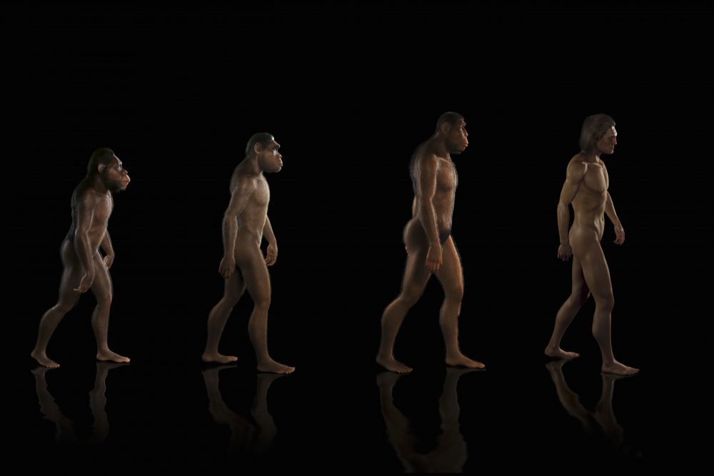 نظریه تکامل