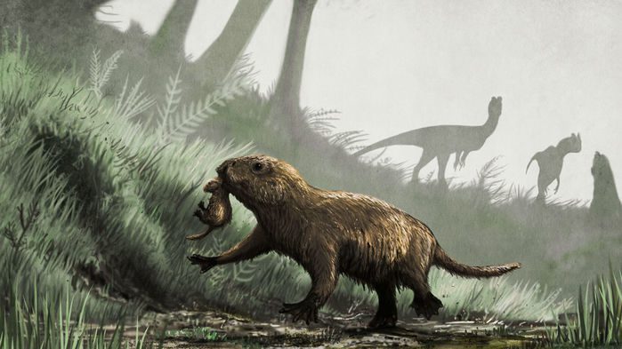 پستانداران هم‌عصر دایناسورها، مثل کاینتاتریوم Kayentatherium، با احتمال زیادی در شب‌ها فعالیت می‌کردند.