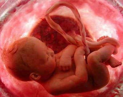 جنین از طریق بندناف و جفت با مادر در ارتباط است