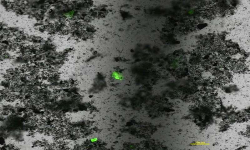 میکروپلاستیک با ابعاد نانومتری که توسط رنگ و میکروسکپ فلورسنت قابل مشاهده شده‌اند