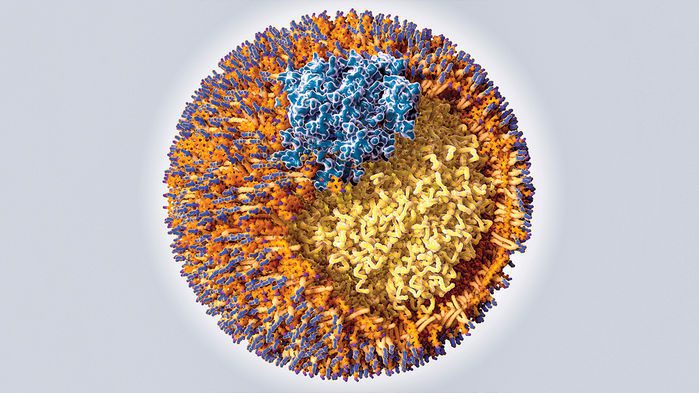 در این تصویر از ذره‌ی لیپوپروتئین با چگالی کم (LDL)، آپولیپوپروتئین B (آبی) توسط اشکال مختلفی از کلسترول (نارنجی و زرد) وبقیه‌ی مولکول‌های لیپیدی احاطه شده است.