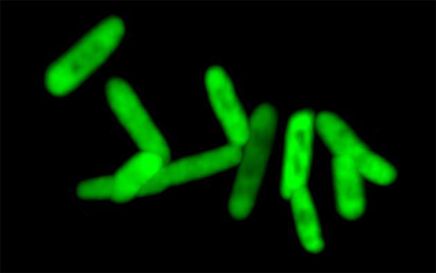سلول‌های باکتریایی با استفاده از کدهای ژنتیکی گسترش‌یافته‌ی خود، نسخه‌ی تغییریافته‌ای از یک پروتئین فلوروسنت سبز را به وجود آوردند. 