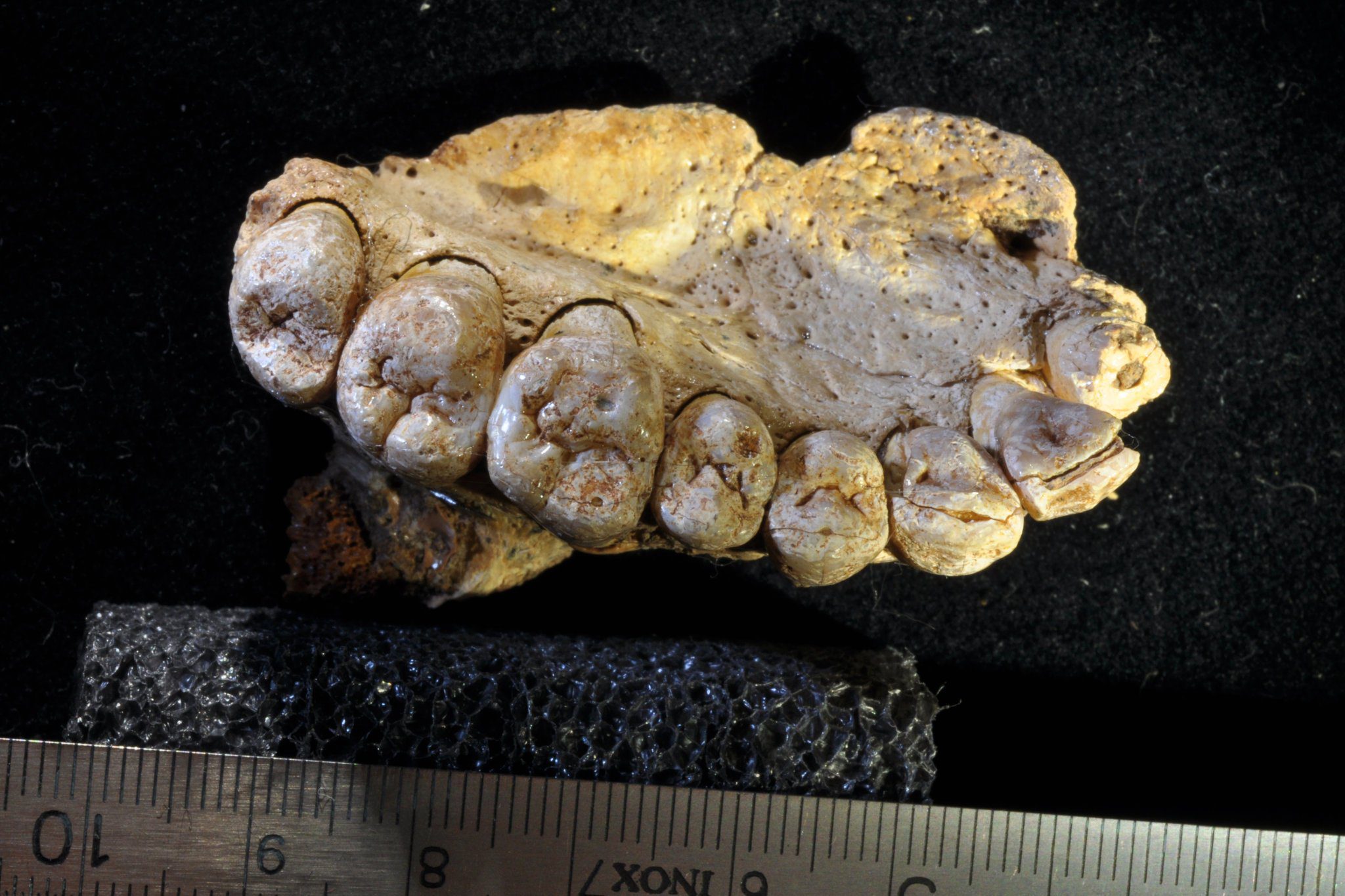 فسیل استخوان فکی که در اسرائیل پیدا شده است. این یافته پیشنهاد می‌کند که گونه‌ی ما ۵۰,۰۰۰ سال پیش‌تر از چیزی که قبلاً تصور می‌کردیم از آفریقا مهاجرت کرده است. (Gerhard Weber؛ دانشگاه وین)