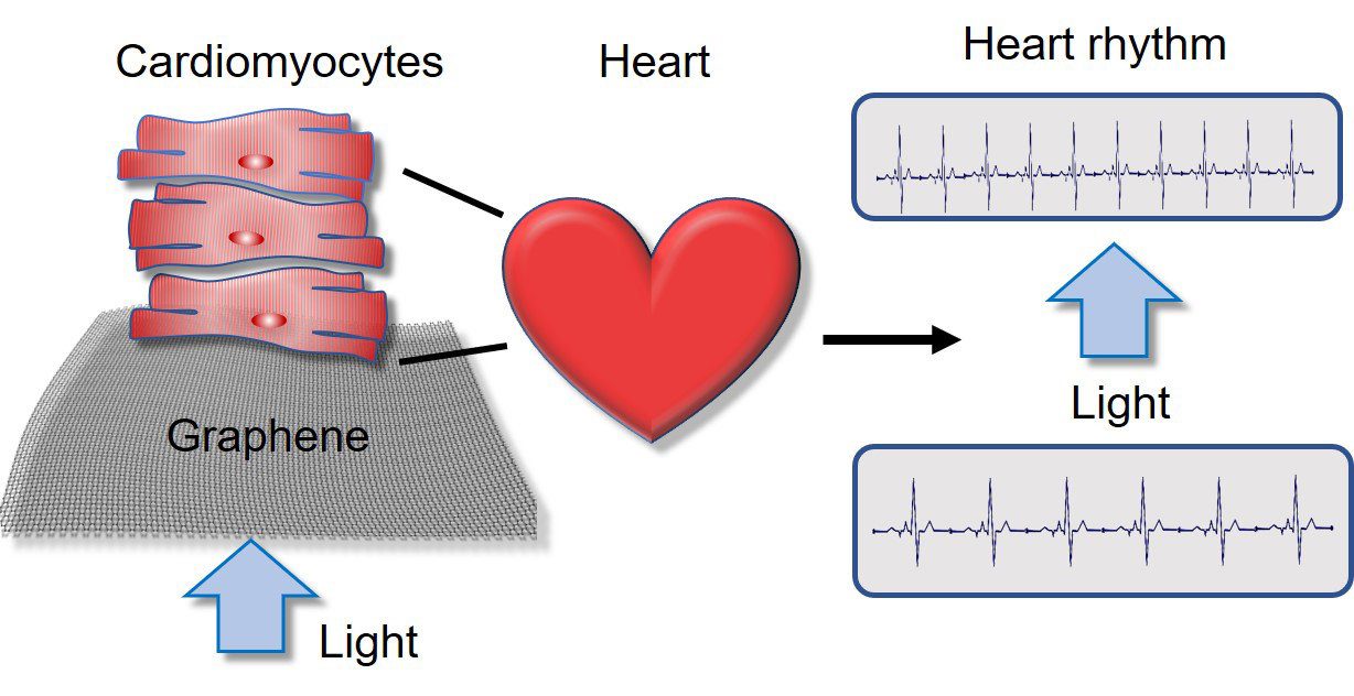graphene+heart cells