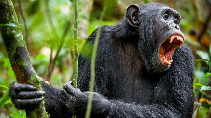 شامپانزه‌های نر خشونت خود را با به نمایش گذاشتن دندان نیش بزرگ‌شان نشان می‌دهند؛ بر خلاف انسان‌ها که هنگام لبخند زدن دندان نیش کوچک‌شان معلوم می‌شود.