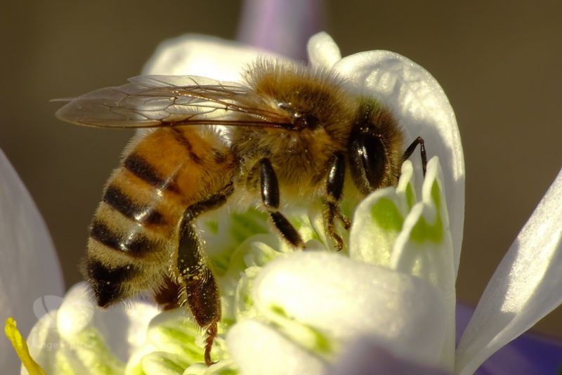 بکرزایی زنبور عسل