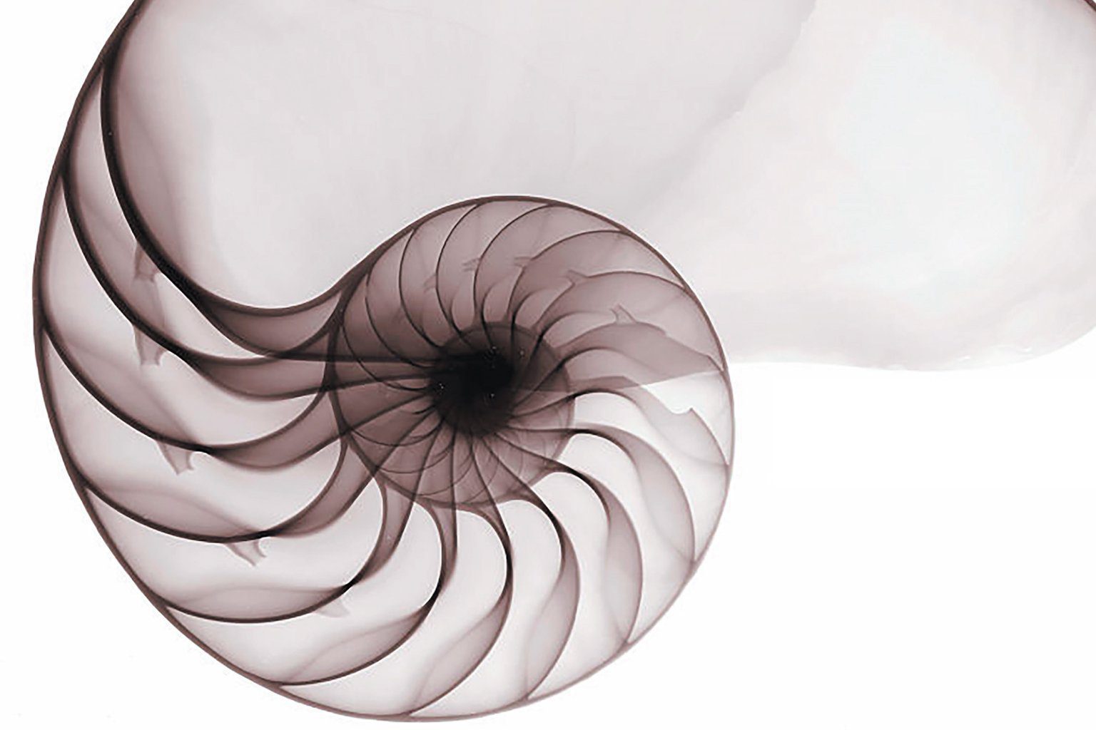 ملوانک (Nautilus shell) یک نماد تکامل و تغییر زیستی شده است. این جانور با رشد خود درون یک حفره، حفره‌ی دیگری می‌سازد، بزرگ‌تر و بزرگ‌تر، و یک الگوی مارپیچی به خود می‌گیرد. (Bert Meyers Getty Images)