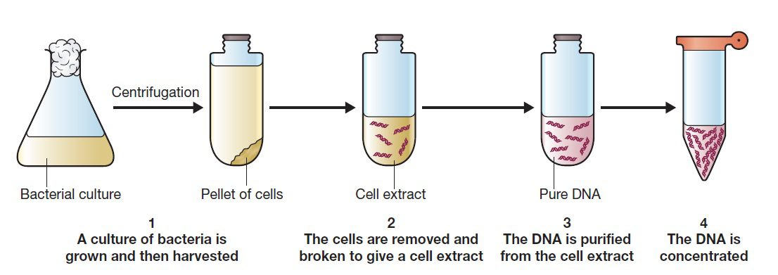 مراحل اصلی استخراج DNA