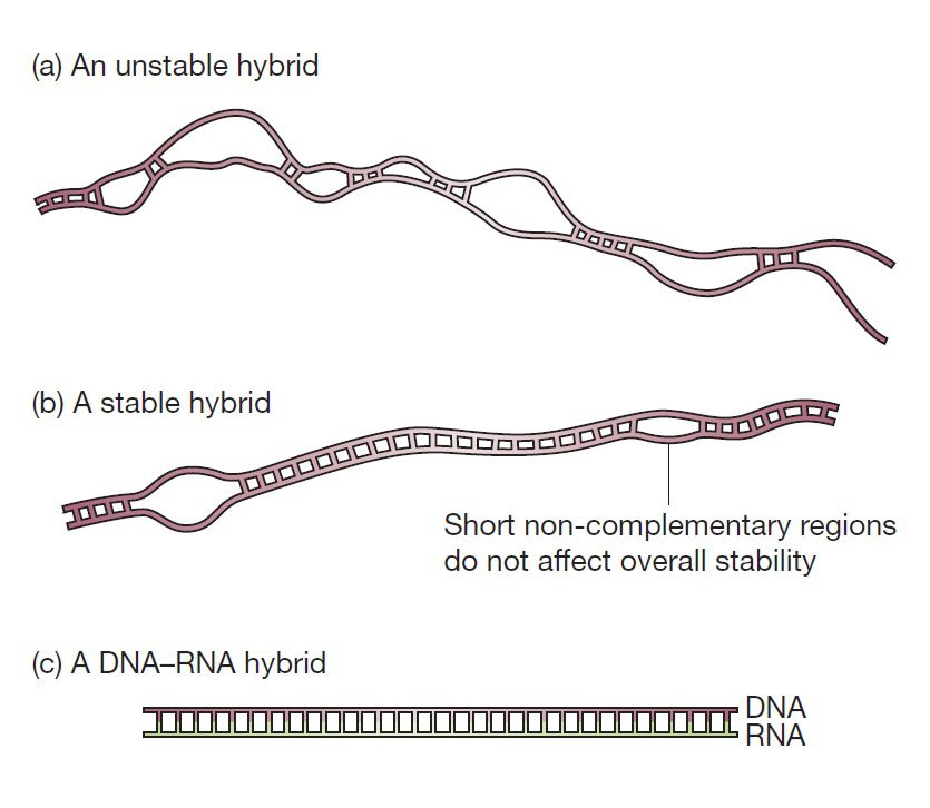 هیبریداسیون DNA