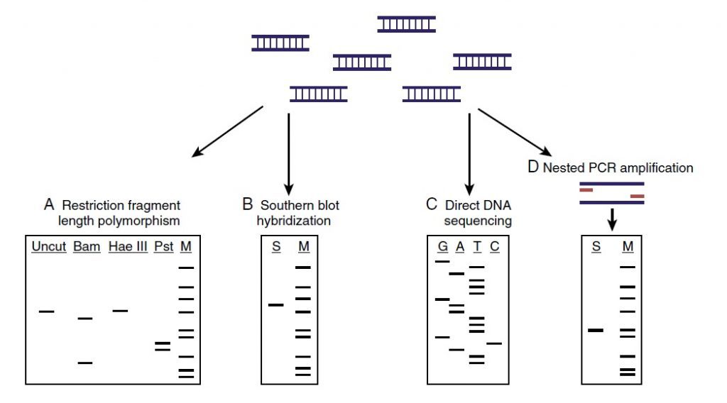 تکنیک Nested PCR چیست؟ - دکتر مجازی