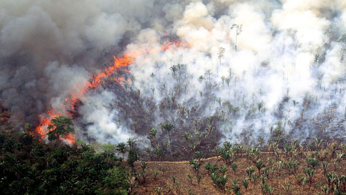 یکی از وظایف سیستم پایش کربن، ارزیابی جنگل‌زدایی به خاطر آتش سوزی‌ها و چرای دام در پهنه‌ی جهان است. © JACQUES JANGOUX/SCIENCE SOURCE