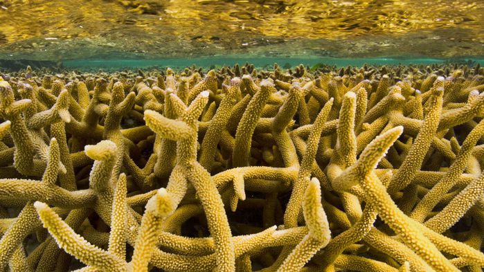 این روزها مرجان‌های صخره‌ی بزرگ استرالیا در حال تطابق با افزایش دمای آب دریا هستند. SCIENCE SOURCE