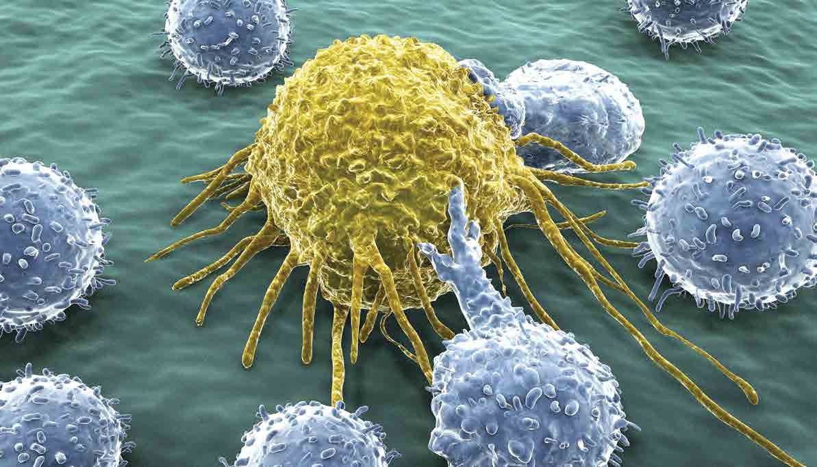 سلول‌های بنیادی سرطانی