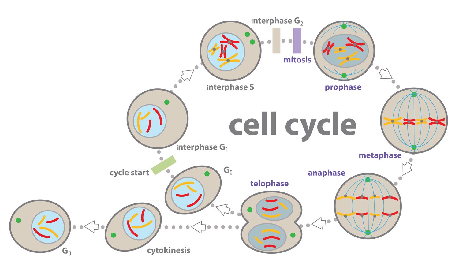 چرخه سلولی