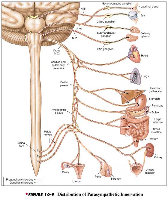 آناتومی سیستم عصبی سمپاتیک و پاراسمپاتیک