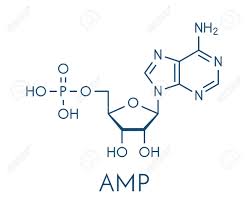 پروتئین کیناز فعال شده با AMP