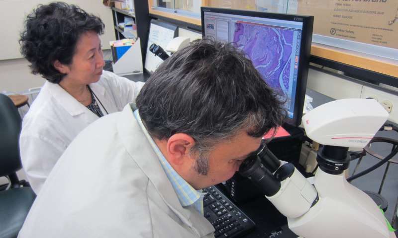 دکتر Keiko Watanabe و Vladimir Ilievski در حال مطالعه‌ی باکتری‌های پریودنتال