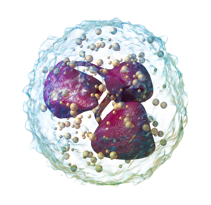 نوتروفیل ها سلول های ایمنی که به رشد تومور ریه کمک می کند