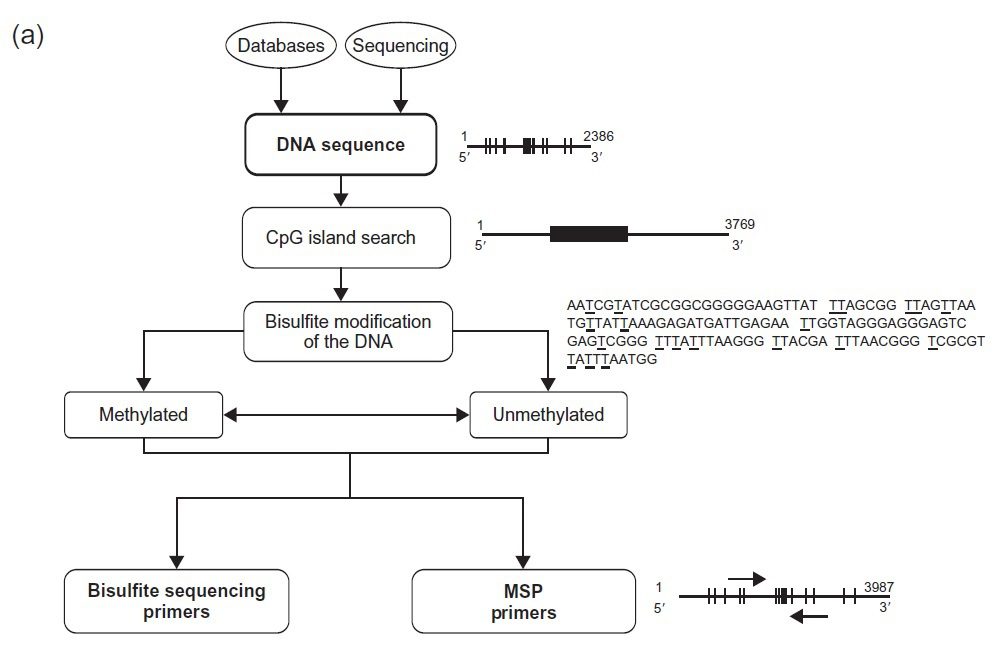 MSP تکنیک PCR اختصاصی متیلاسیون