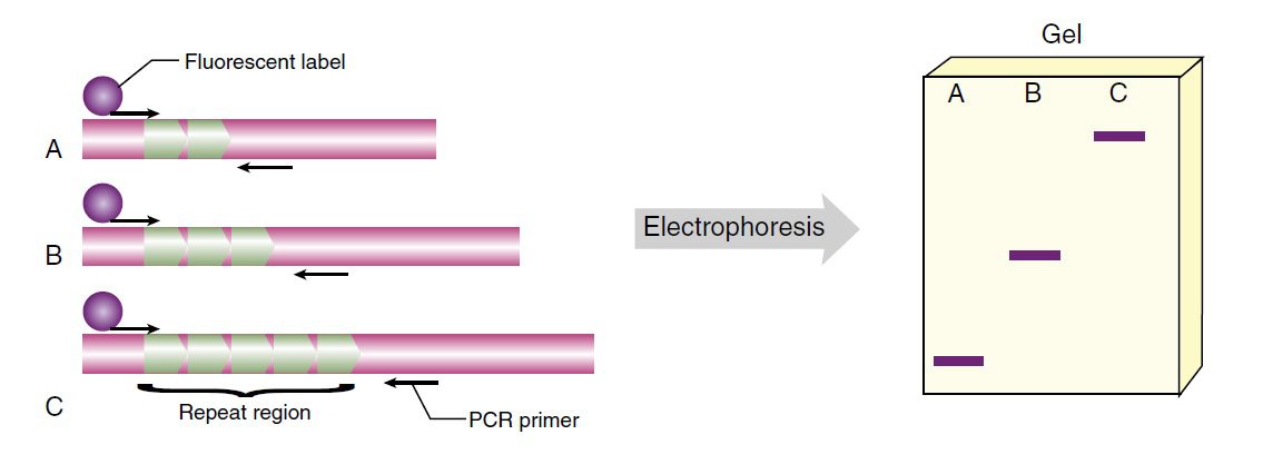 VNTR-PCR