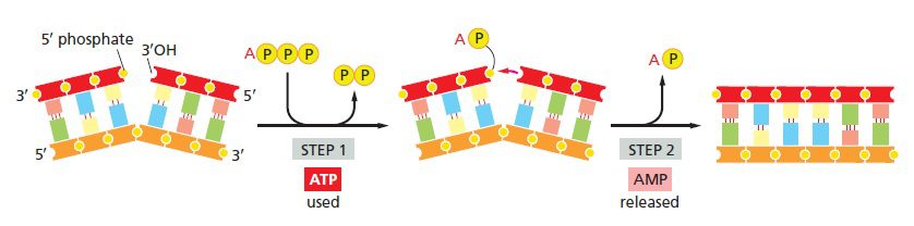 ligation-mediated PCR