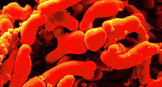fecal transplant پیوند مدفوع