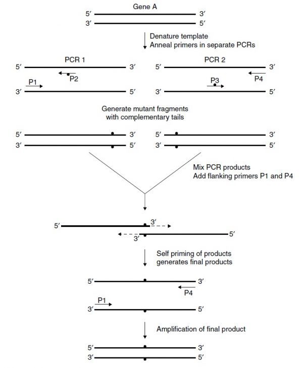 معرفی تکنیک overlap extension PCR دکتر مجازی