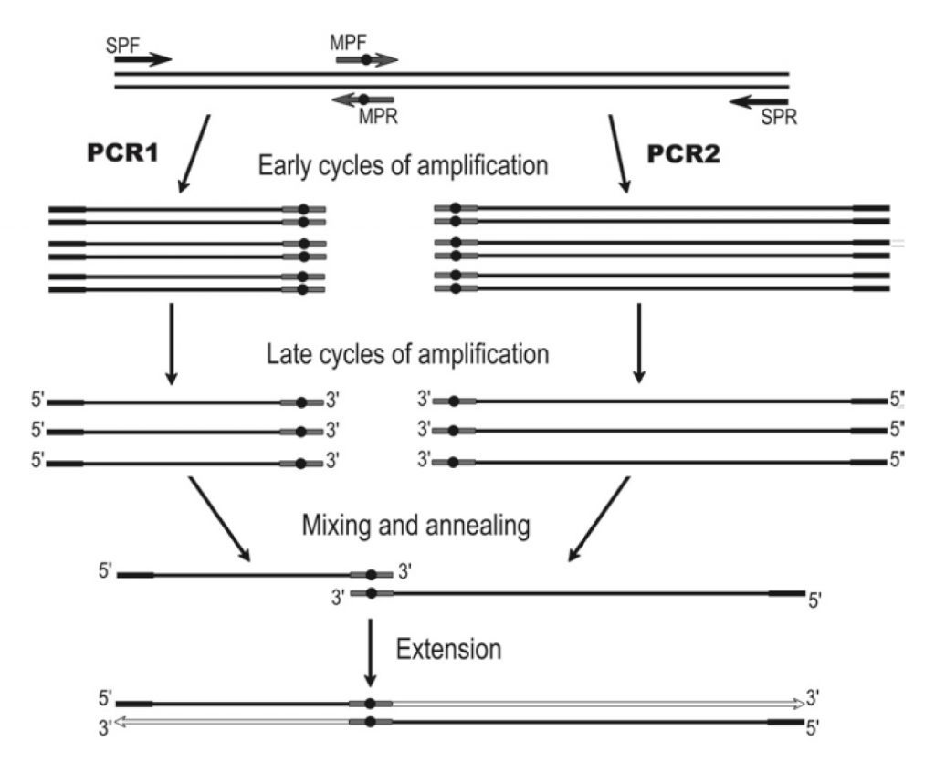 معرفی تکنیک overlap extension PCR دکتر مجازی