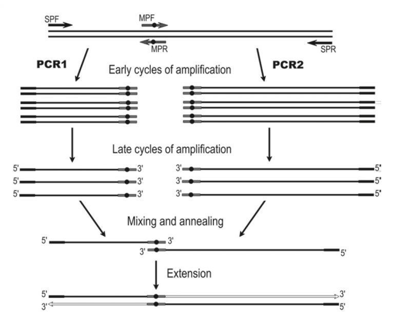 معرفی تکنیک overlap extension PCR دکتر مجازی